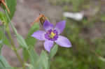 Catchfly prairie gentain